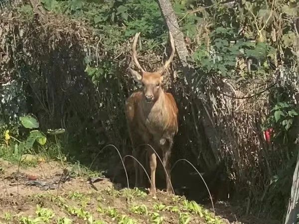 真·迷鹿！300斤壮硕雄鹿误闯嘉定葡萄园？已被妥善安置！