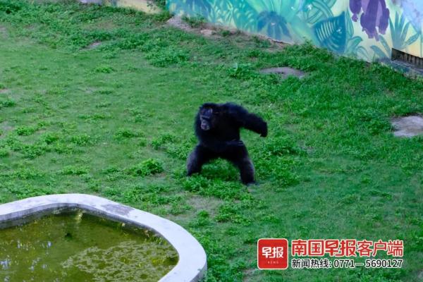扔草皮、沙子，南宁两只发飙的猩猩火了！园方却说……