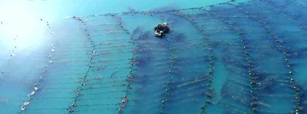 “靠海吃海”海洋菜