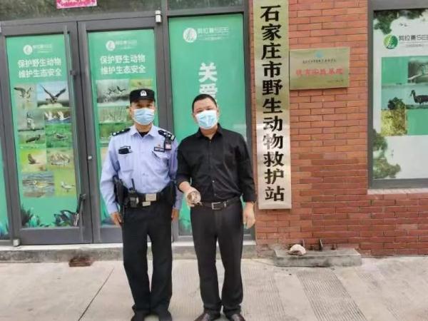 这个国庆节 石家庄市野生动物救护站收治了12只受伤鸟类