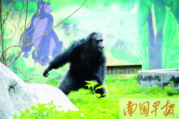 摸头、跳跃、丢草皮，南宁动物园黑猩猩火出圈了