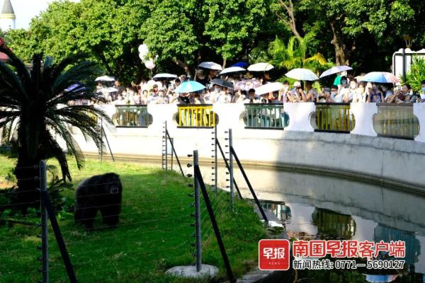 扔草皮、沙子，南宁两只发飙的猩猩火了！园方却说……