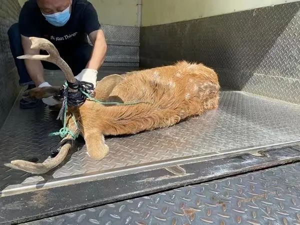 真·迷鹿！300斤壮硕雄鹿误闯嘉定葡萄园？已被妥善安置！