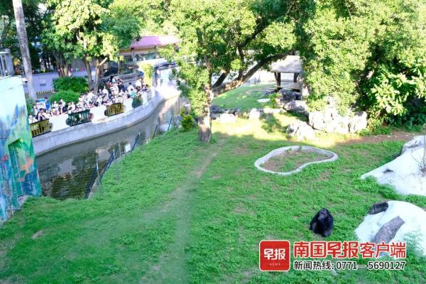 扔草皮、沙子，南宁两只发飙的猩猩火了！园方却说……