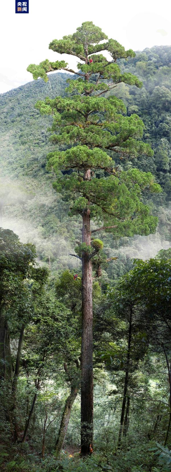 4米!解密中国巨树等身照