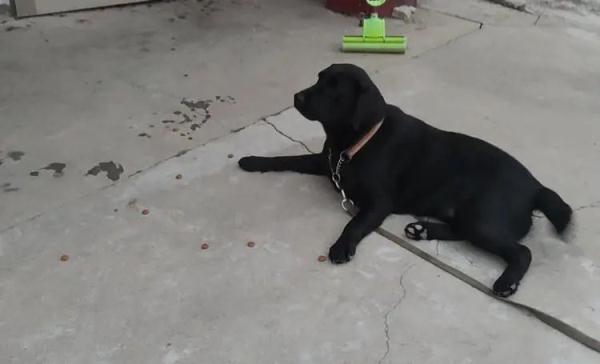 为什么视障者需要导盲犬? 为什么视障者需要导盲犬?