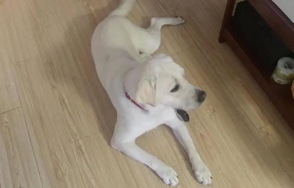 为什么视障者需要导盲犬? 为什么视障者需要导盲犬?