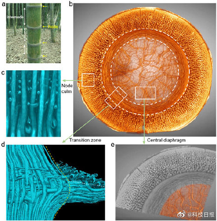 新研究解析出竹节内多级次纤维结构 新研究解析出竹节内多级次纤维结构