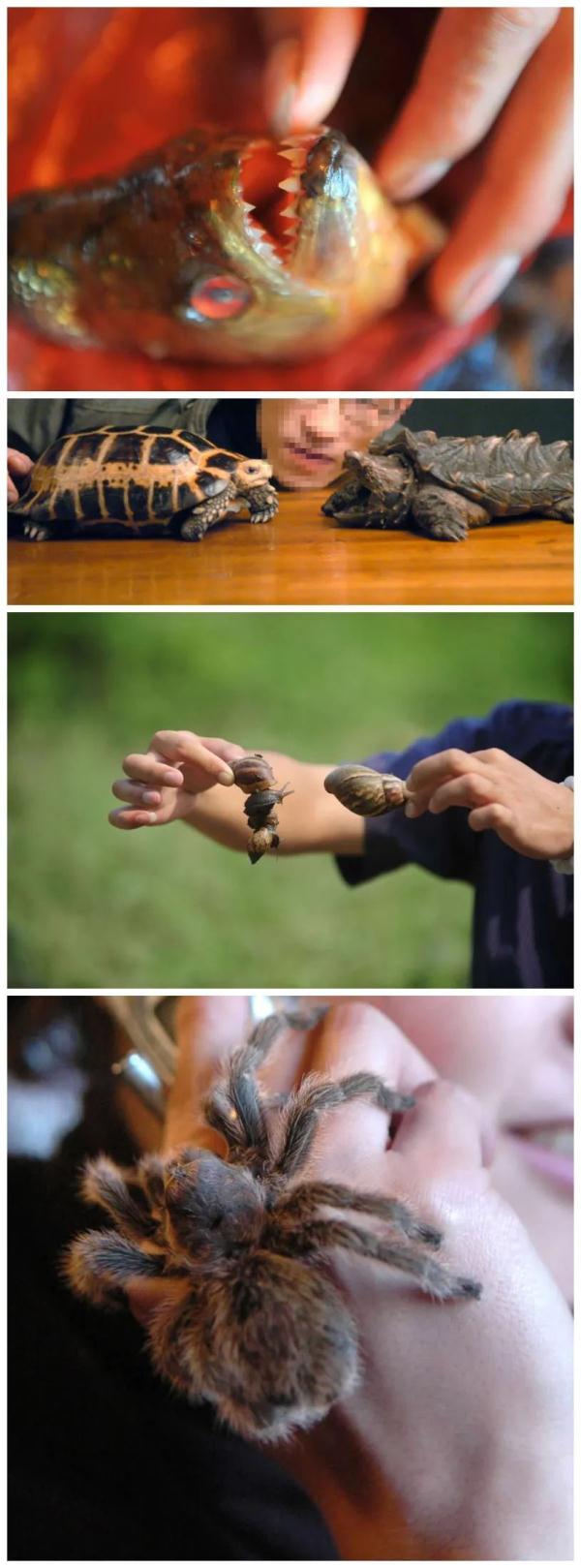 网售“异宠”，须防生物入侵风险