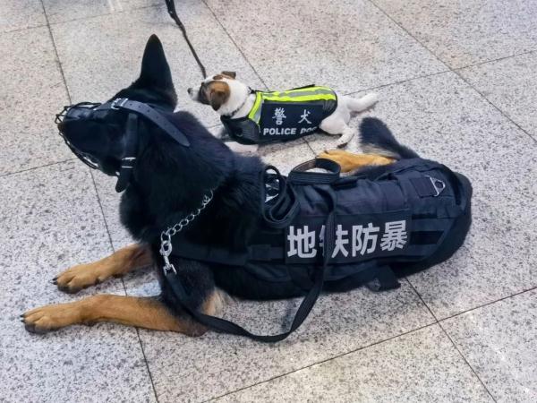超小号警犬算雇佣“童工”吗？解答来了！