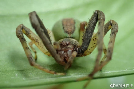 中国首次发现伊班蛛属蜘蛛，取名“赣伊班蛛”