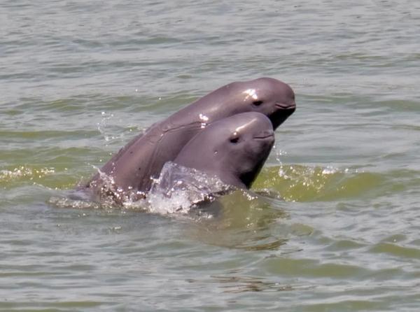 The Yangtze River is rarely dry. What is the living condition of finless porpoises?