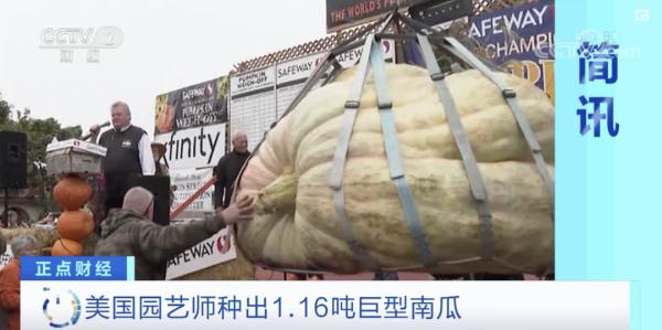 1.16吨巨型南瓜来了,长这样 1.16吨巨型南瓜来了,长这样