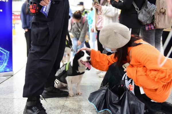 超小号警犬算雇佣“童工”吗？解答来了！