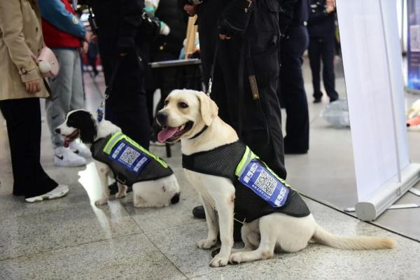 超小号警犬算雇佣“童工”吗？解答来了！