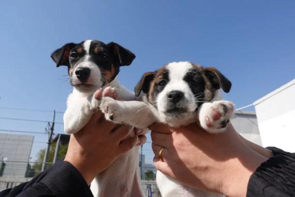 超小号警犬算雇佣“童工”吗？解答来了！