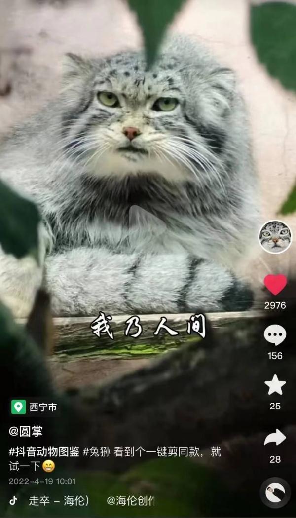 国家二级保护动物兔狲走了，西宁动物园专门发了一则讣告