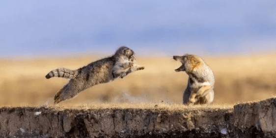 国家二级保护动物兔狲走了，西宁动物园专门发了一则讣告