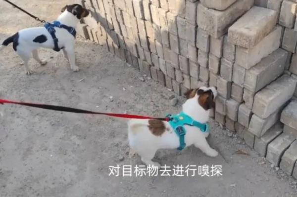 超小号警犬算雇佣“童工”吗？解答来了！