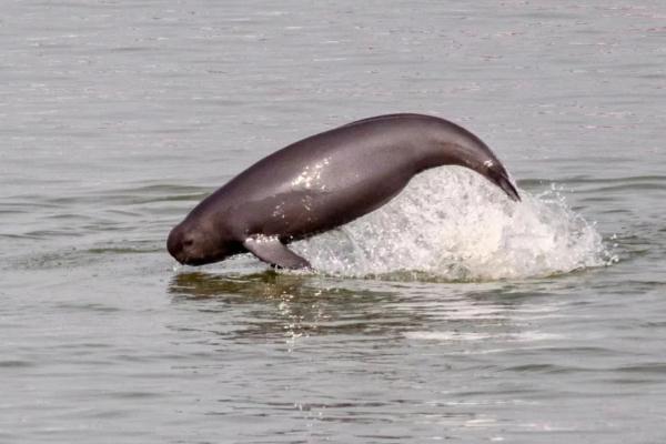 The Yangtze River is rarely dry. What is the living condition of finless porpoises?