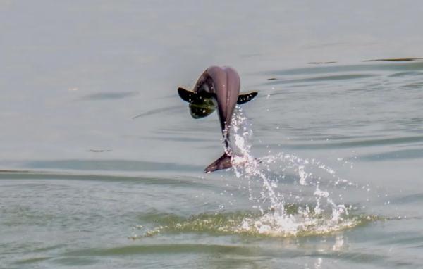 The Yangtze River is rarely dry. What is the living condition of finless porpoises?