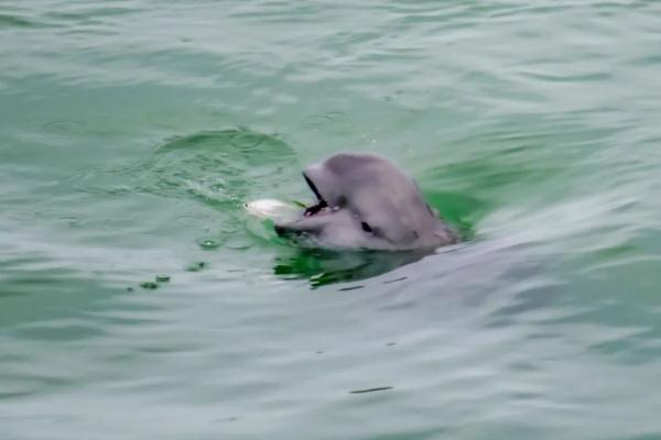 The Yangtze River is rarely dry. What is the living condition of finless porpoises?