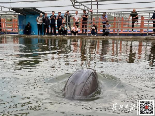 The Yangtze River is rarely dry. What is the living condition of finless porpoises?