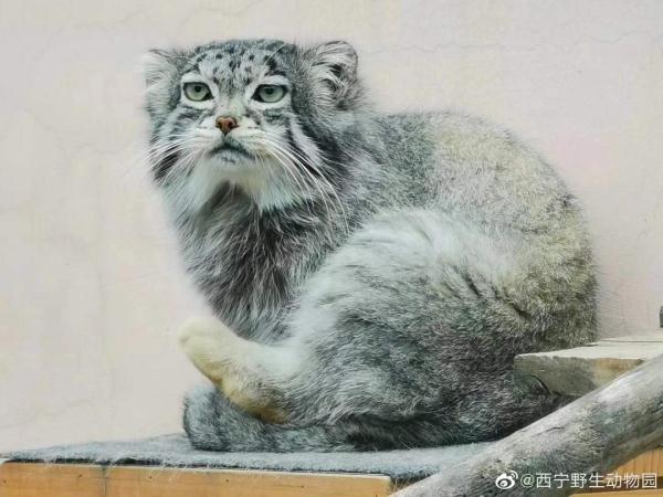 国家二级保护动物兔狲走了，西宁动物园专门发了一则讣告