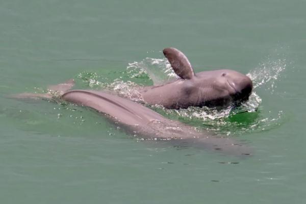 The Yangtze River is rarely dry. What is the living condition of finless porpoises?