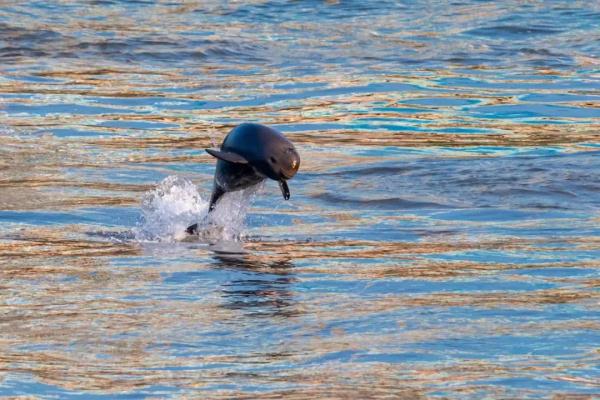 The Yangtze River is rarely dry. What is the living condition of finless porpoises?