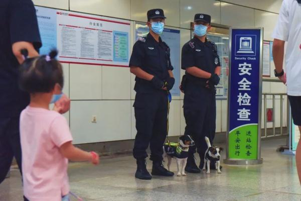 超小号警犬算雇佣“童工”吗？解答来了！