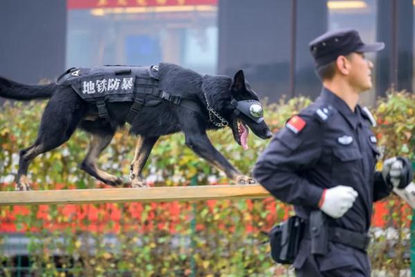 超小号警犬算雇佣“童工”吗？解答来了！
