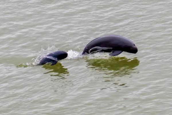 The Yangtze River is rarely dry. What is the living condition of finless porpoises?
