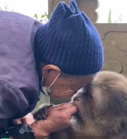 网红独臂猴被老太投喂十多年,羊祜殿回应:已至晚年,将养到终老 网红独臂猴被老太投喂十多年,羊祜殿回应:已至晚年,将养到终老