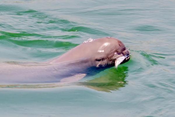 The Yangtze River is rarely dry. What is the living condition of finless porpoises?