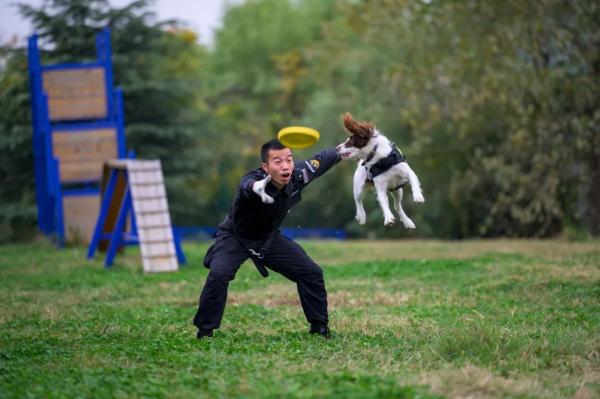 超小号警犬算雇佣“童工”吗？解答来了！