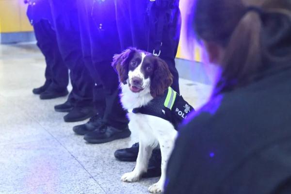 超小号警犬算雇佣“童工”吗？解答来了！