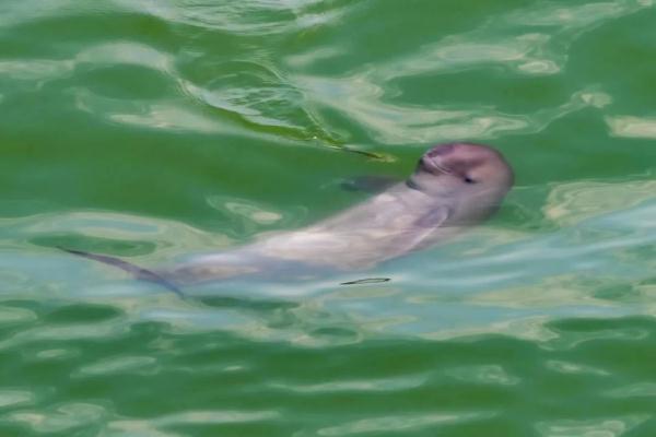The Yangtze River is rarely dry. What is the living condition of finless porpoises?