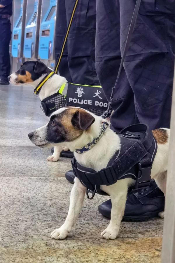 超小号警犬算雇佣“童工”吗？解答来了！