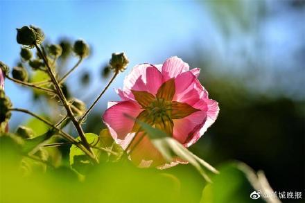 罕见！广州“三醉芙蓉”花开三度
