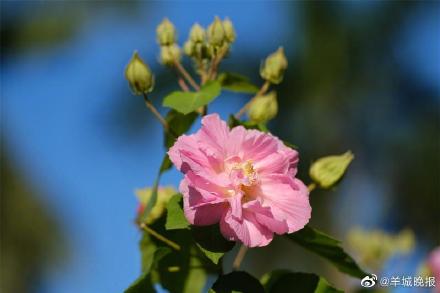 罕见！广州“三醉芙蓉”花开三度
