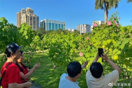 罕见！广州“三醉芙蓉”花开三度