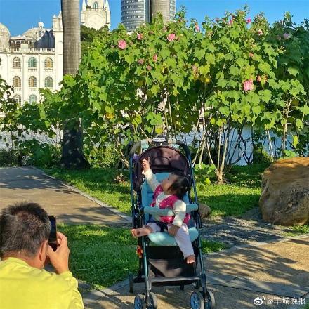 罕见！广州“三醉芙蓉”花开三度