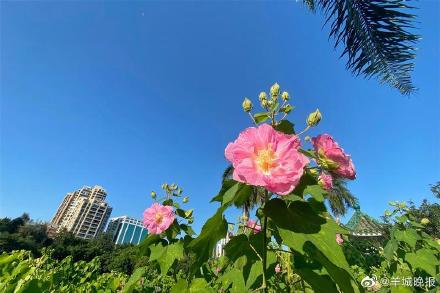 罕见！广州“三醉芙蓉”花开三度
