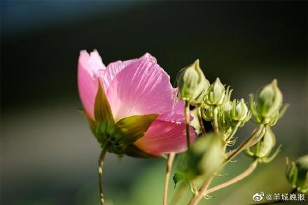 罕见！广州“三醉芙蓉”花开三度