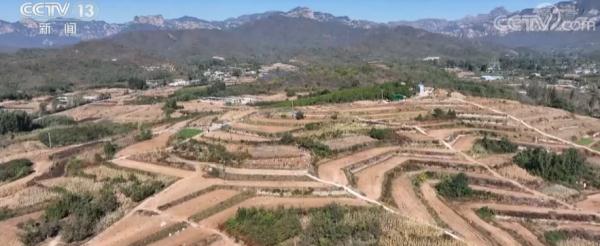 在希望的田野上 | 河北易县依托山地丘陵地貌 梯田式种植红薯获丰收