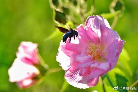 罕见！广州“三醉芙蓉”花开三度