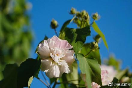 罕见！广州“三醉芙蓉”花开三度
