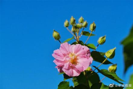 罕见！广州“三醉芙蓉”花开三度