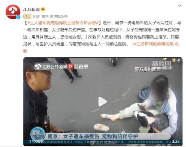 主人遇车祸 宠物狗跳上担架守护安慰 主人遇车祸 宠物狗跳上担架守护安慰